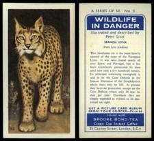 Spanish Lynx #9 Wildlife In Danger 1963 Brooke Bond Tea Card
