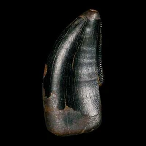 Diente fósil dentado tiranosaurio de 1,1" dinosaurio cretácico Judith River FM MT - Imagen 1 de 10