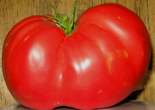 Beefsteak Tomato -  20 SEEDS LARGE MEATY TOMATOES! COMBINED S/H