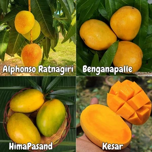 BeauFlora Mango Plants Combo Alphonso,Benganapalle,HimaPasand,Kesar 1 Plant Each - Picture 1 of 1