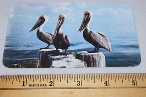 FLORIDA PELICANS BIRDS Kodachrome Round Edges UNPOSTED Postcard USA VTG 70s 80s - Picture 1 of 5