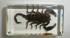Black Scorpion Heterometrus Spinifer 73X40x20 Mm Paperweight Education Specimen