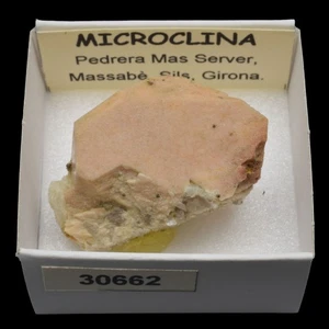 MICROCLINA (C. Mas Server, Massabe, Sils, Girona, España) #30662 / Microcline - Picture 1 of 1