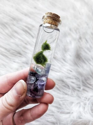 Marimo Moss Balls In Glass Jar -  Live - Plant - Water - Aquatic - Gemstones - Image 1 of 4