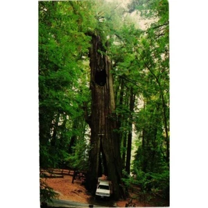 Original Drive Thru Tree Postcard Travel Souvenir Unposted Shrine Park Vintage - Picture 1 of 2