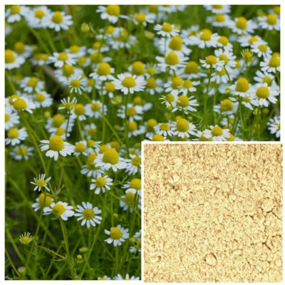 Chamomile powder, organic, soap making supplies, Natural colorant. - Image 1 of 4