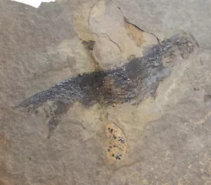 Schmelzschupper, Elonichthys sp., Perm, Jeckenbach, Deutschland -i468 - Bild 1 von 4