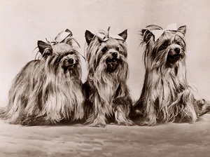 YORKSHIRE TERRIER NIEDLICHE HUNDEGRÜSSE NOTIZKARTE YORKIE DREI HUNDE SITZEN IN EINER REIHE - Bild 1 von 1