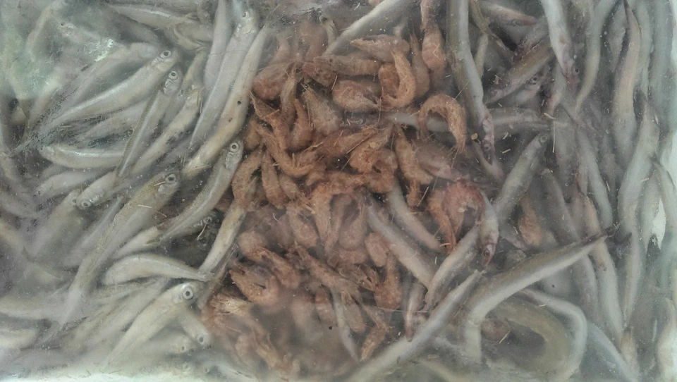 Angelköder Hecht Zander Wels 3er Mix Frostfutter Stinte Garnelen Sprotten 3kg - Bild 1 von 1