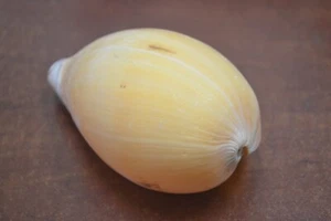 MELO MELON DIADEMA SEA SHELL BEACH DECOR 5" - 6" #9086 - Foto 1 di 4
