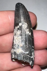 HUGE Super Rare SUCHOMIMUS Dinosaur Fossil Tooth! 1.82 IN! Spinosaurus Ancestor! - Picture 1 of 7
