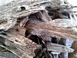 Oud Wood Agarwood Chips Aquilaria wild natürlich Khao-Yai Prachinburi Thailand - Bild 1 von 7