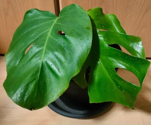 Monstera deliciosa variegata aurea ganze Pflanze, etablierte, keine Philodendron - Bild 1 von 4