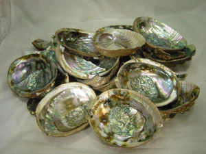 BUTW Abalone shell Pieces for jewelry crafting ????  3070E abe - Picture 1 of 2