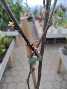 Cercis siliquastrum Judasbaum 150-180cm winterhart rosa Blütenmeer Herzbaum - Bild 1 von 3