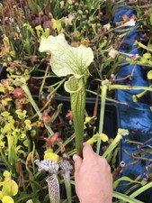 Sarracenia Cultivar Leviathan