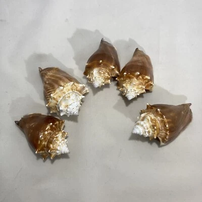 West Indian Fighting Conch - Strombus Pugilis. Lot Of 5. - Image 1 of 4