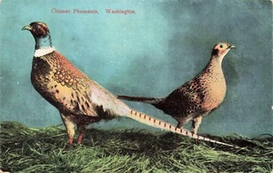 Due fagiani cinesi, Washington PC vintage non spedito - Foto 1 di 2