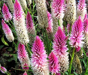 CELOSIA FLAMINGO Celosia Spicata - 250 Bulk Seeds - Picture 1 of 1