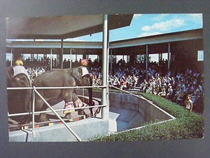 Tarjeta postal a color vintage 1960 St. Louis Missouri Forest Park Elephant Show - Imagen 1 de 2