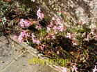 Photo 6x4 Nerines, in a border at Compton Castle Compton/SX8664 These au c2008