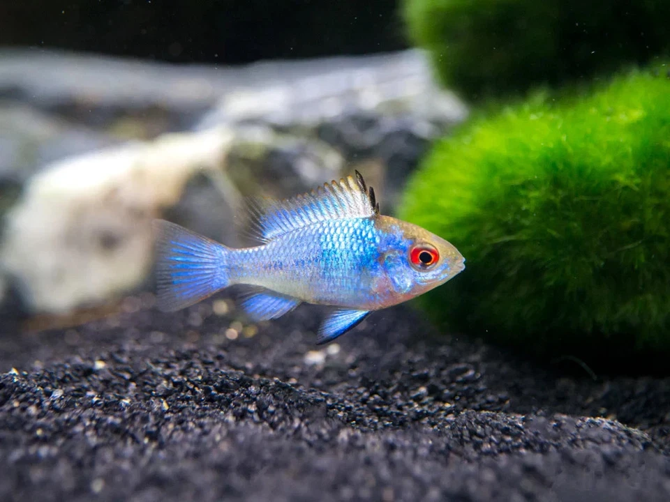 2-Pack Electric Blue Ram Cichlids 1-1.25” – Live Vibrant Dwarf Aquarium Fish - Image 1 of 1