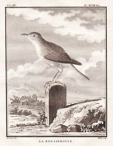 Rohrsänger Warblers Acrocephalus Birds Oiseaux Gravure sur Cuivre Buffon 1780