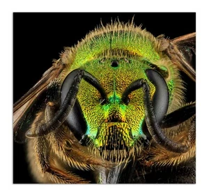 AUGOCHLORELLA AURATA Bee, Macro HEAD SHOT Photo Print (Borderless) Poster 13x12" - Picture 1 of 1