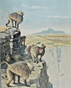 1926-30 Special Publication Louis Fuertes Gelada Baboon Print Abyssinian Mammal - Picture 1 of 8