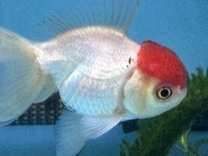 SALE! 3" IMPORTED THAILAND ORCHID TAIL RED CAP ORANDA + FREE S&H - Picture 1 of 15