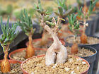 50 Samen - Delosperma bosseranum - Caudex Sukkulente Mittagsblume