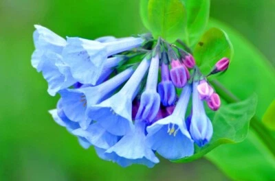 Virginia Bluebell Bare-Root - Mertensia Virginica Perennial Live Plant - Image 1 of 4