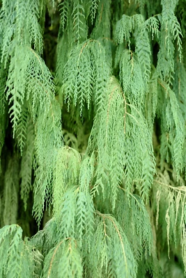 30 Kashmir WEEPING CYPRESS TREE Cupressus Cashmeriana Blue Evergreen Seeds - Image 1 of 4