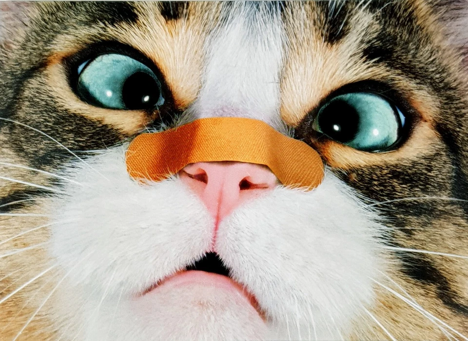 AVANTI GET WELL Greeting Card Cat with Bandage "Don't Do it Again!"with Envelope - Image 1 of 3