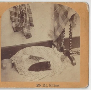 Stereoview of Cats durmiendo en cama pequeña de 1890 - Fotografía vintage - Imagen 1 de 3