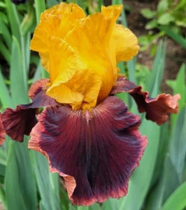 Hohe Iris ANCIENT ECHOES Schwertlilie Duft 🌿TB Iris barbata Pflanze Rhyzom - Bild 1 von 12