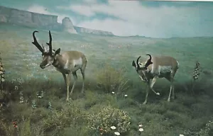 Amerikanische Antilope Vintage Souvenir Postkarte unbespielt - Bild 1 von 2