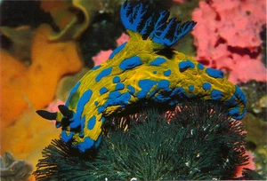 Verco's Tambja Nudibranch marine life postcard - Picture 1 of 1