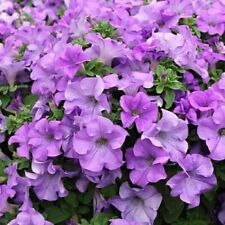 Light Purple Petunia F1 200 Seeds Beautiful Trailing Flowers For Hanging Baskets