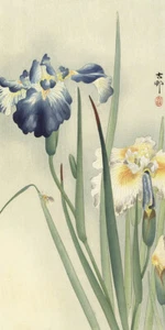 Irissen by Ohara Koson Japanese Woodblock - Picture 1 of 7