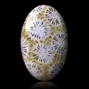 ★☆ CORAIL FOSSILE 27,00 CT d'Indonésie - 31,3 mm - GEM-BC2374 ☆★ - Picture 1 of 1