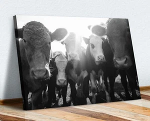 Gang of Cows LONA ARTE IMPRESIÓN DE PARED OBRAS DE ARTE 30MM MARCO PROFUNDO Animal Vaca - Imagen 1 de 3