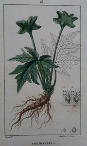 CONTRAYERVA Botanique GRAVURE Lambert TURPIN Plante MEDECINE XIX° - Picture 1 of 2