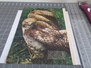 1972 Young Red-Tailed Hawk, Magazine Clip Out - Picture 1 of 3