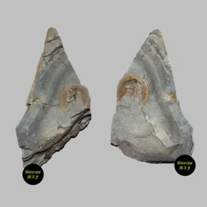 Nice natural Pos./Neg. Orange declivolithus fossil from Morocco - Picture 1 of 6