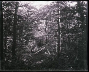 ONE EARLY 1900s ANTIQUE GLASS NEGATIVE, NEWPORT, ME, "WOODS, FOREST" #1 - Picture 1 of 2