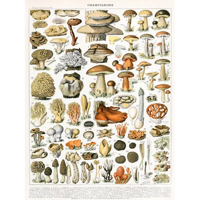 Millot Encyclopedia Page Mushrooms Variety Wall Art Canvas Print 18X24 In - Image 1 of 4