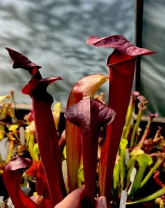 Sarracenia Excellens Seed Grown (carnivorous pitcher plant) - Picture 1 of 8