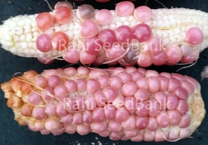 Corn Pink  - The Most Unusual, Rare & Gorgeous Pink Coloured Corn Variety!!! - Picture 1 of 4