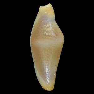 CRENAVOLVA TRAILLII Yellow (Bohol Isl., Philippines) 8.9mm #44853 - Picture 1 of 3